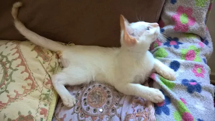 Gato ra a red point idade 2 a 6 meses nome mirtilo