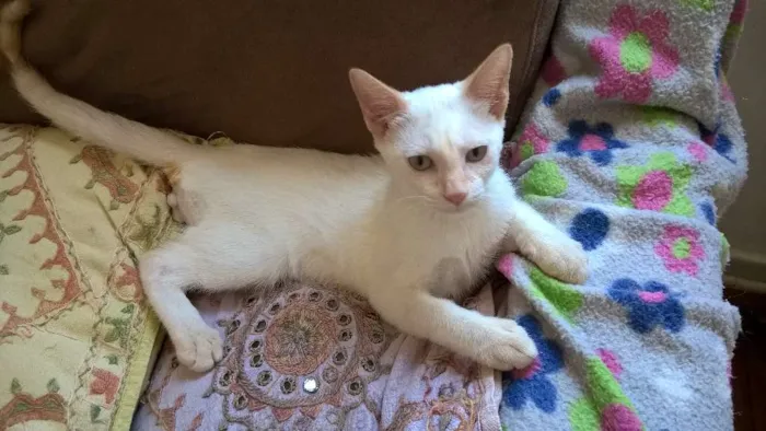 Gato ra a red point idade 2 a 6 meses nome mirtilo