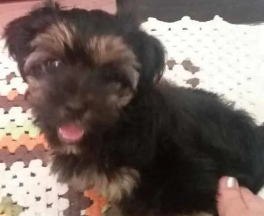 Cachorro ra a Yorkshire idade 2 a 6 meses nome FREDERICO