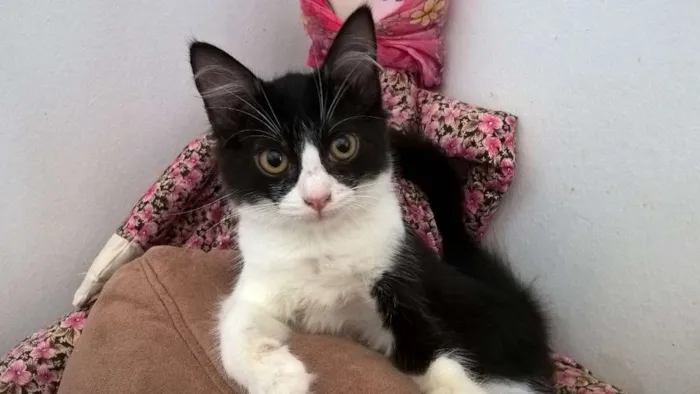 Gato ra a srd idade 2 a 6 meses nome tangerina 