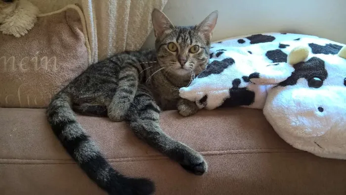 Gato ra a srd idade 2 a 6 meses nome marrie