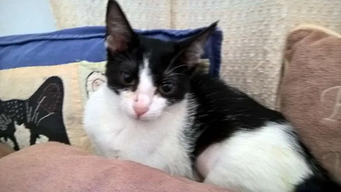 Gato ra a srd idade 2 a 6 meses nome mixirica