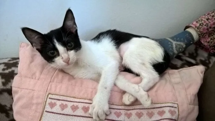 Gato ra a srd idade 2 a 6 meses nome mixirica