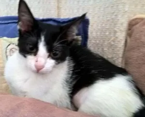 Gato raça srd idade 2 a 6 meses nome mixirica