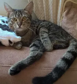 Gato raça srd idade 2 a 6 meses nome marrie