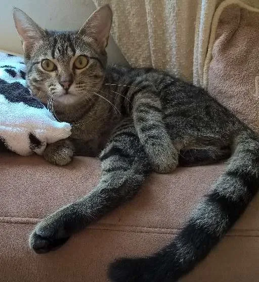 Gato ra a srd idade 2 a 6 meses nome marrie