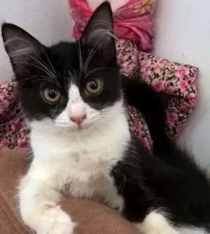 Gato raça srd idade 2 a 6 meses nome tangerina 