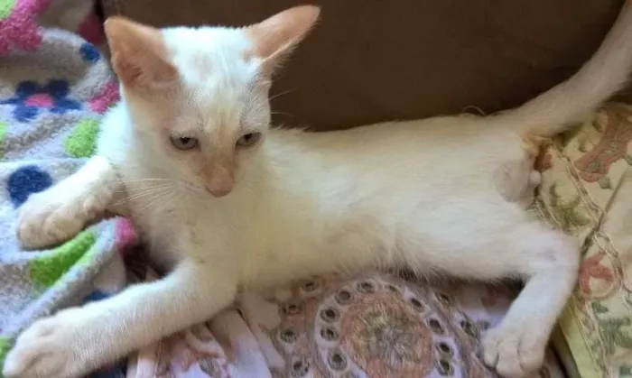 Gato ra a red point idade 2 a 6 meses nome mirtilo