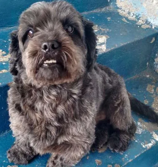 Cachorro ra a Lhasa Apso idade 4 anos nome Caco