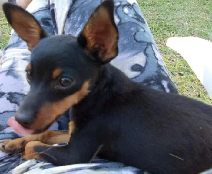 Cachorro ra a Pinscher idade 4 anos nome Pitoco