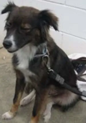 Cachorro raça SRD idade 1 ano nome Dory