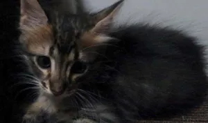 Gato raça  idade 2 a 6 meses nome Xuxinha