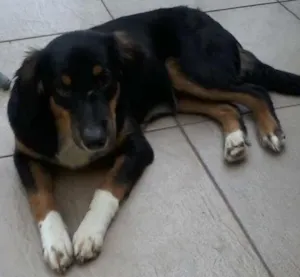 Cachorro raça SRD idade 1 ano nome Louie
