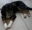 Louie