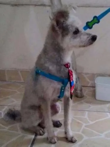 Cachorro raça SRD idade 6 ou mais anos nome Boy