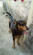 Filó