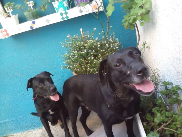 Cachorro ra a Mistura de labrador idade 6 ou mais anos nome Sem nome