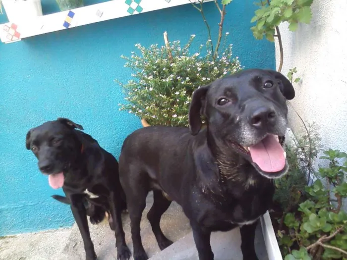 Cachorro ra a Mistura de labrador idade 6 ou mais anos nome Sem nome