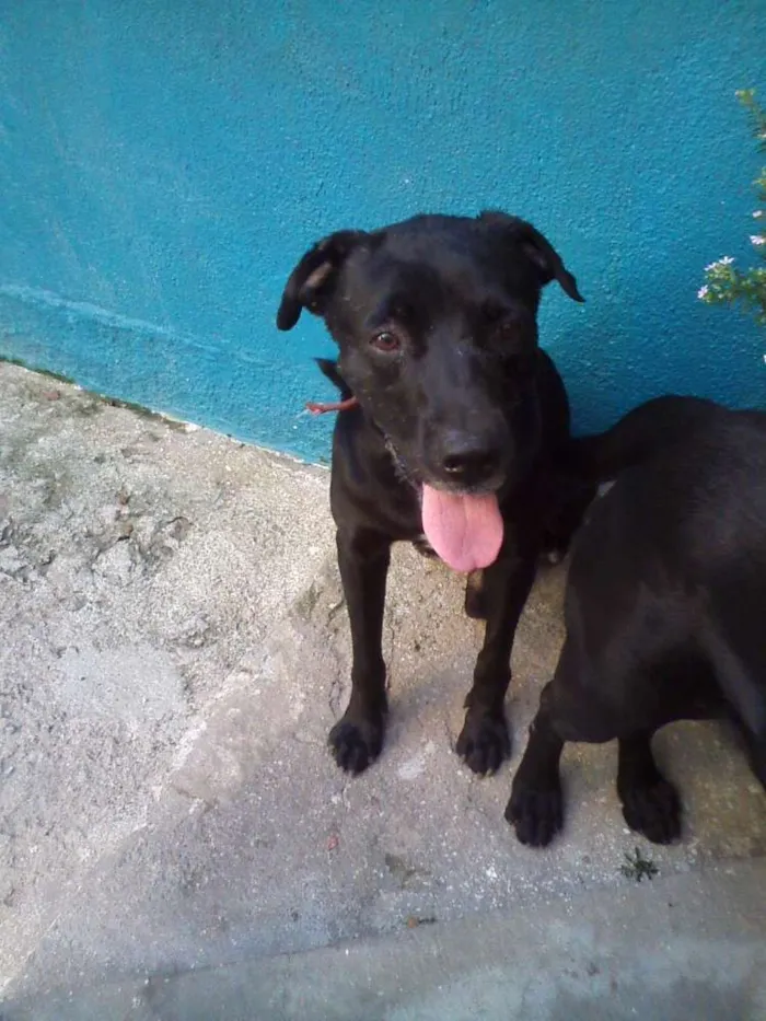 Cachorro ra a Mistura de labrador idade 6 ou mais anos nome Sem nome