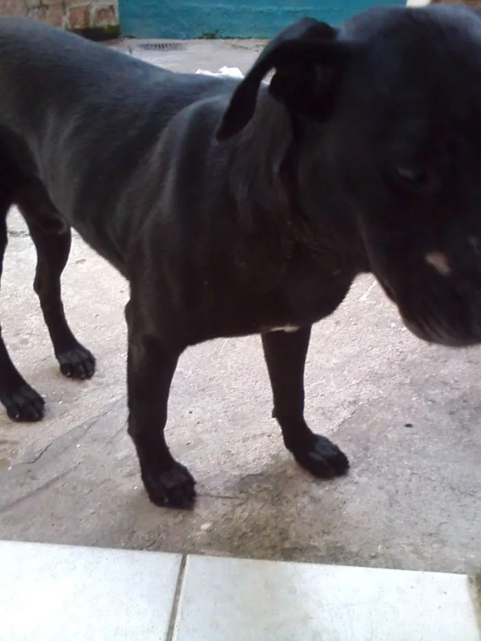 Cachorro ra a Mistura de labrador idade 6 ou mais anos nome Sem nome