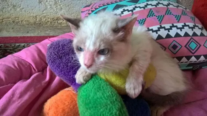 Gato ra a siamês  idade 2 a 6 meses nome Julinho