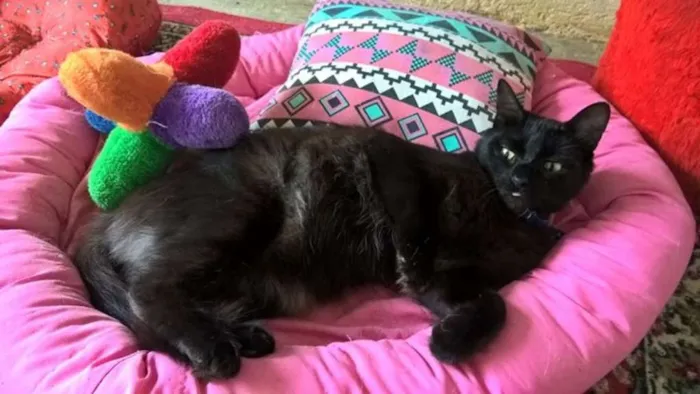 Gato ra a srd idade 1 ano nome Matilde