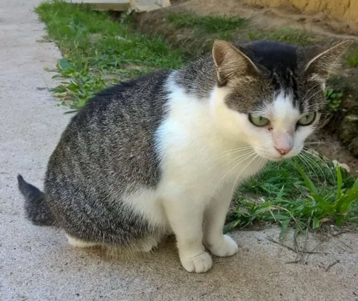 Gato ra a srd idade 1 ano nome Esmeralda