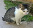 Esmeralda