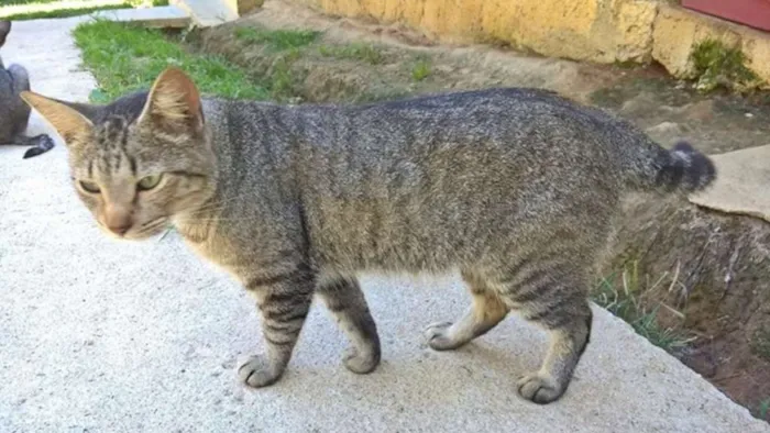 Gato ra a srd idade 1 ano nome Xing