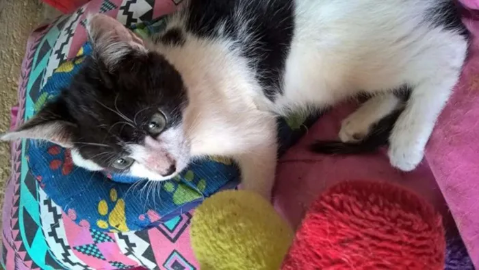 Gato ra a srd idade 2 a 6 meses nome Diego