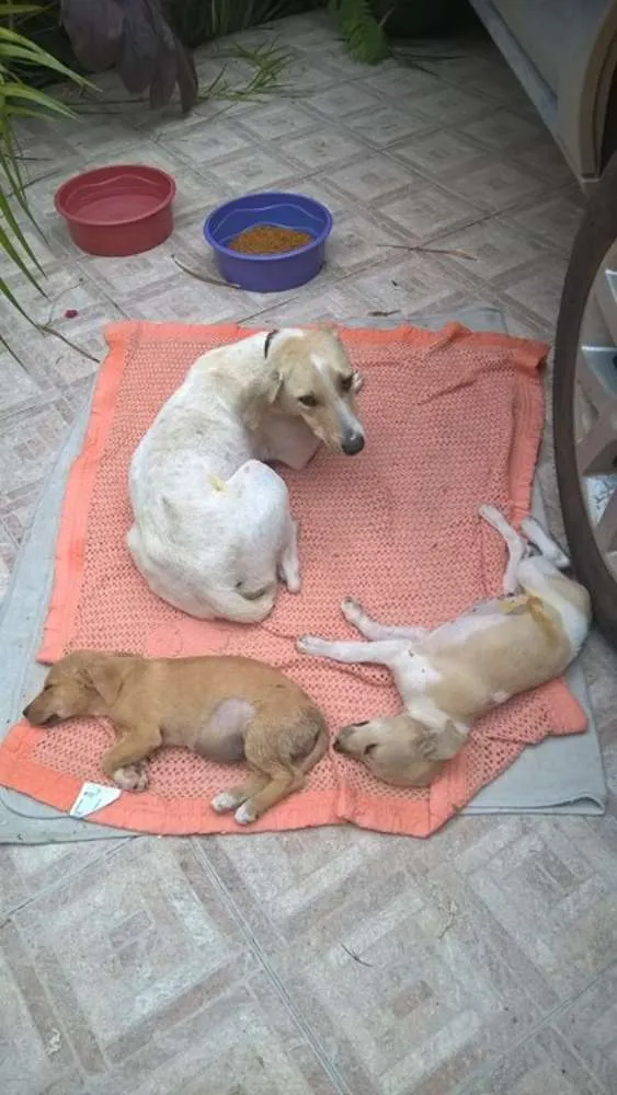 Cachorro ra a srd idade 2 a 6 meses nome Shakira