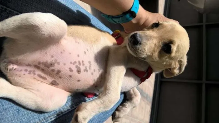 Cachorro ra a srd idade 2 a 6 meses nome Shakira