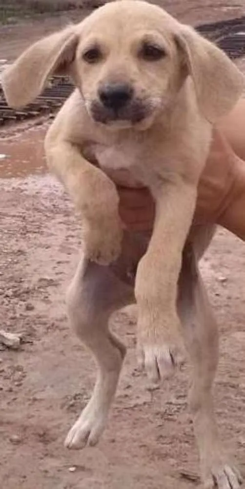 Cachorro ra a srd idade 2 a 6 meses nome meninos