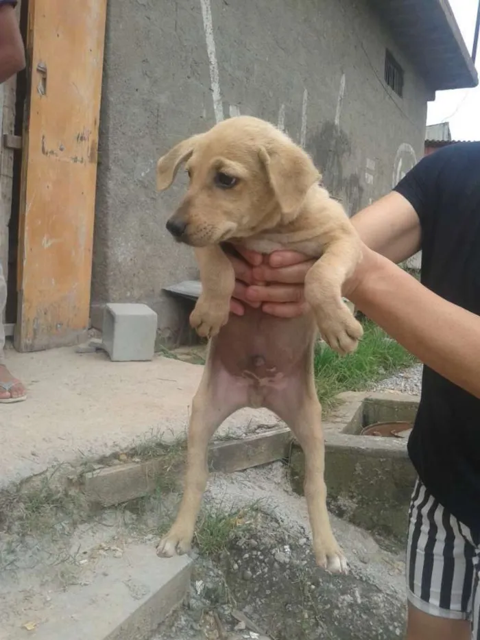 Cachorro ra a srd idade 2 a 6 meses nome meninos