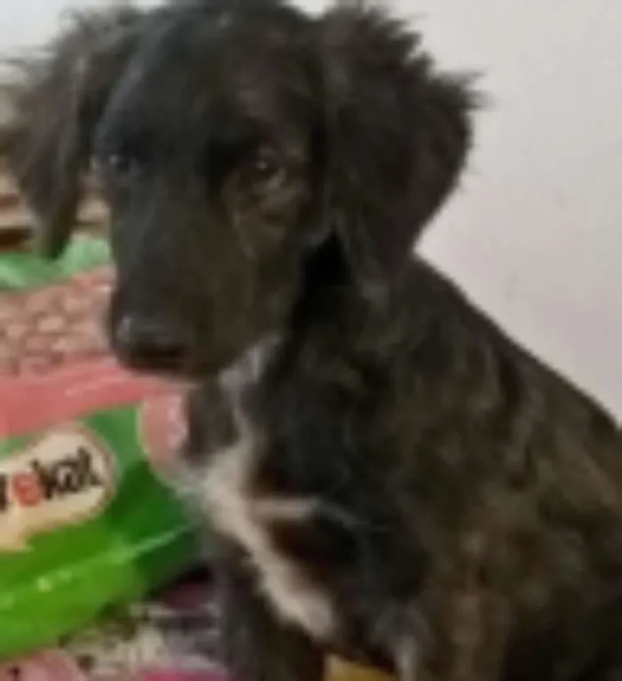 Cachorro ra a srd idade 7 a 11 meses nome noel