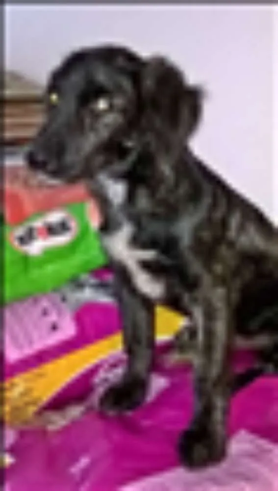 Cachorro ra a srd idade 7 a 11 meses nome noel
