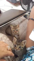 Preciosos
