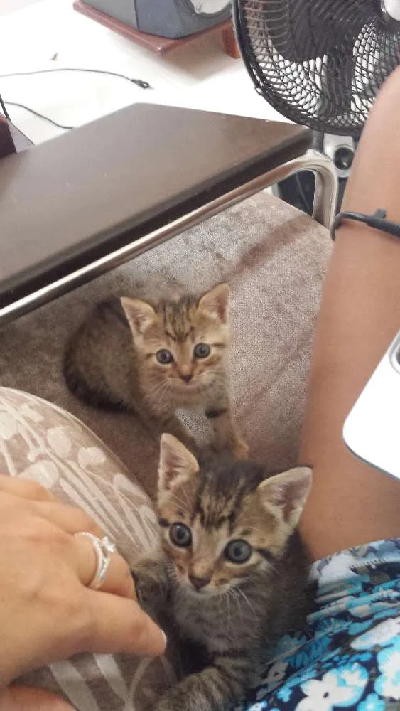 Gato ra a  idade 2 a 6 meses nome Preciosos