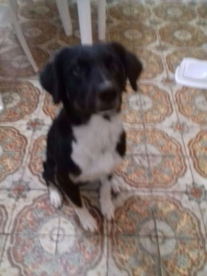 Cachorro ra a SRD idade 2 anos nome buticos