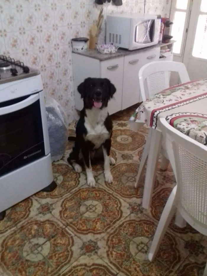 Cachorro ra a SRD idade 2 anos nome buticos