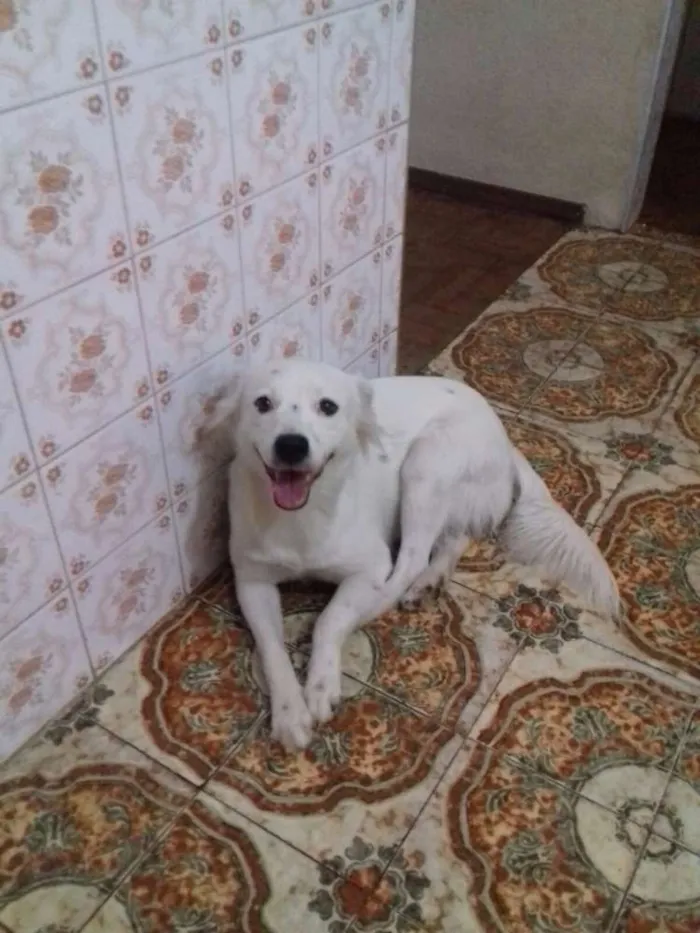 Cachorro ra a SRD idade 1 ano nome bolt