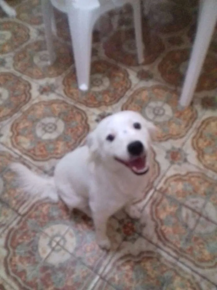 Cachorro ra a SRD idade 1 ano nome bolt