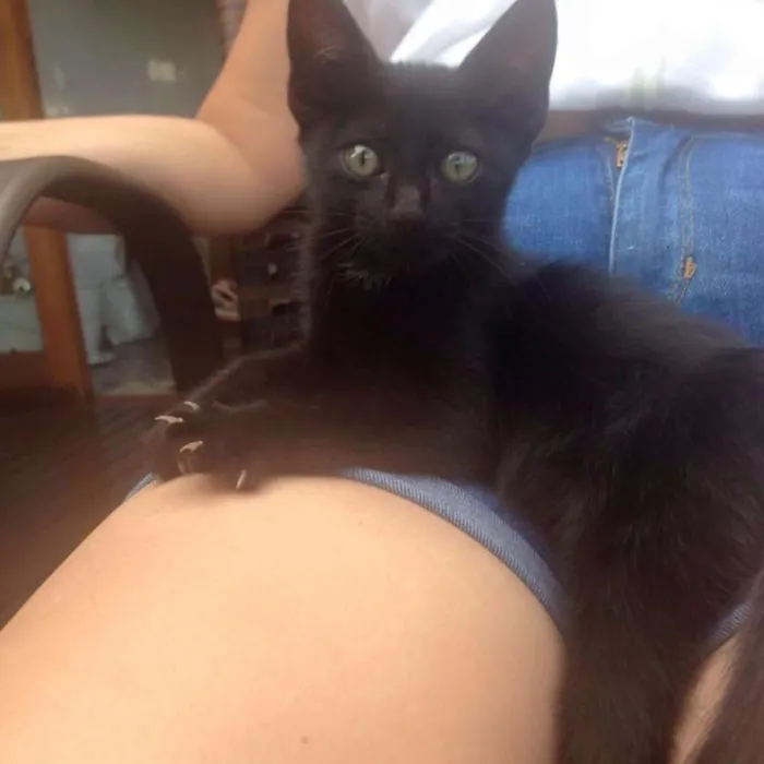 Gato ra a SRD idade Abaixo de 2 meses nome Morcega
