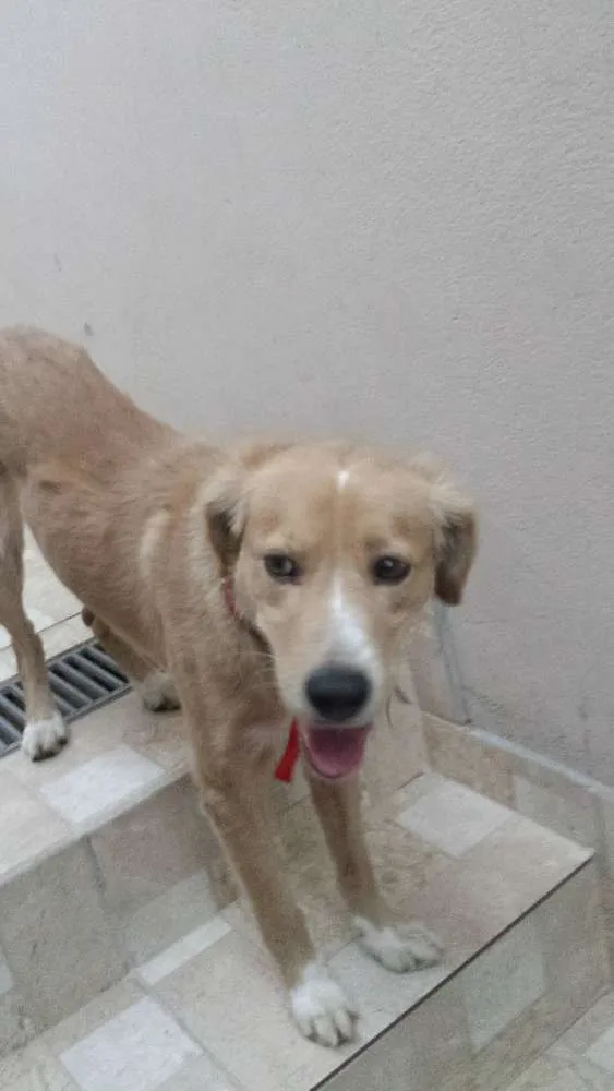 Cachorro ra a sem raça idade 1 ano nome sem nome