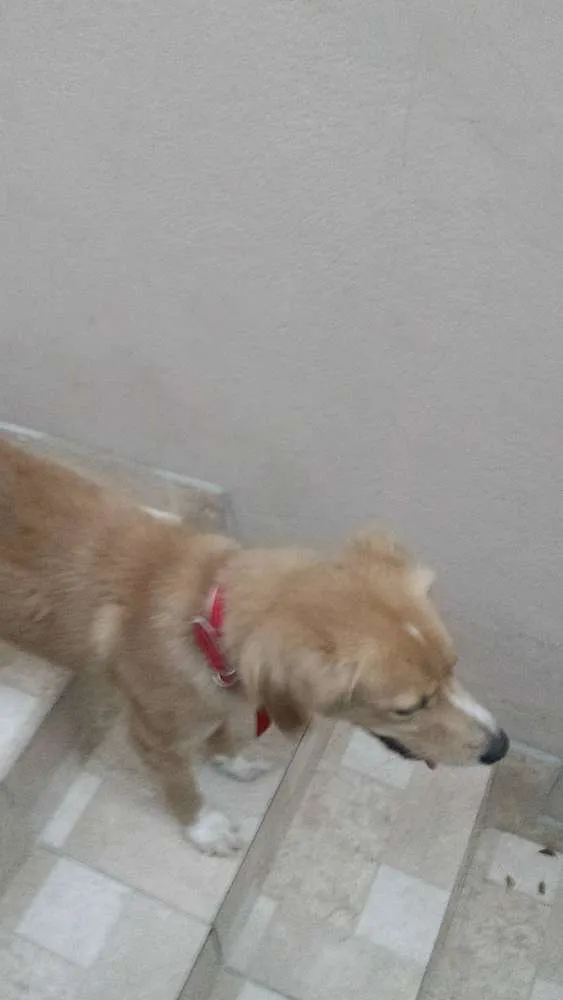 Cachorro ra a sem raça idade 1 ano nome sem nome