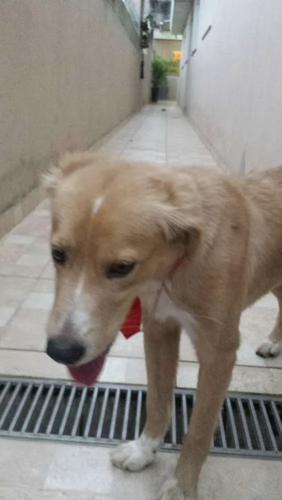 Cachorro ra a sem raça idade 1 ano nome sem nome