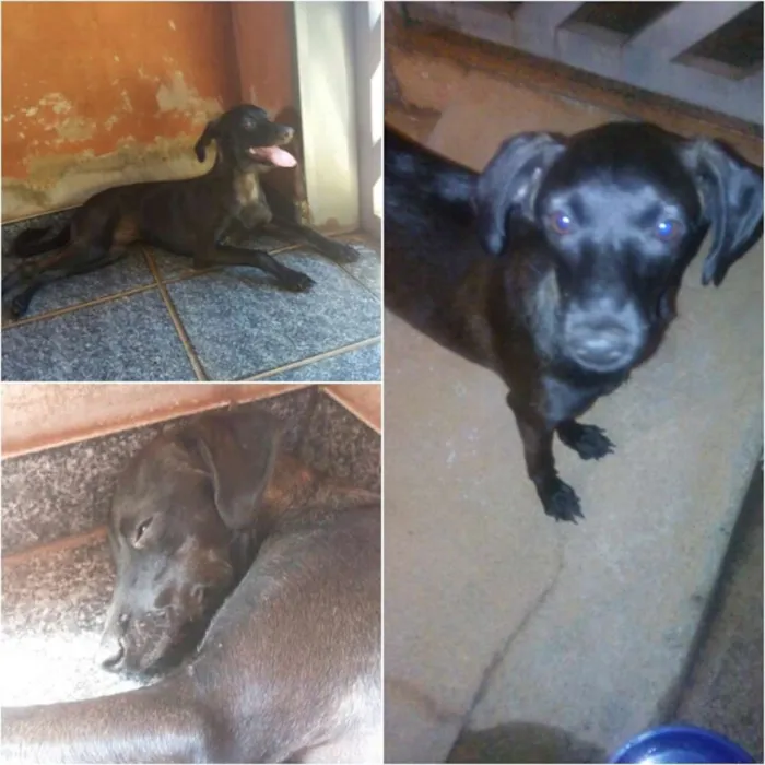 Cachorro ra a Vira-lata idade 2 a 6 meses nome Sem nome