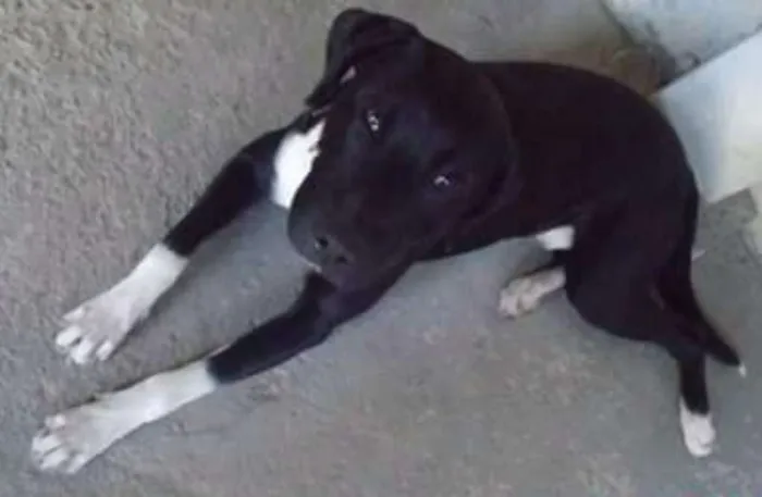 Cachorro ra a Labrador com Pitbull  idade 2 anos nome Thor