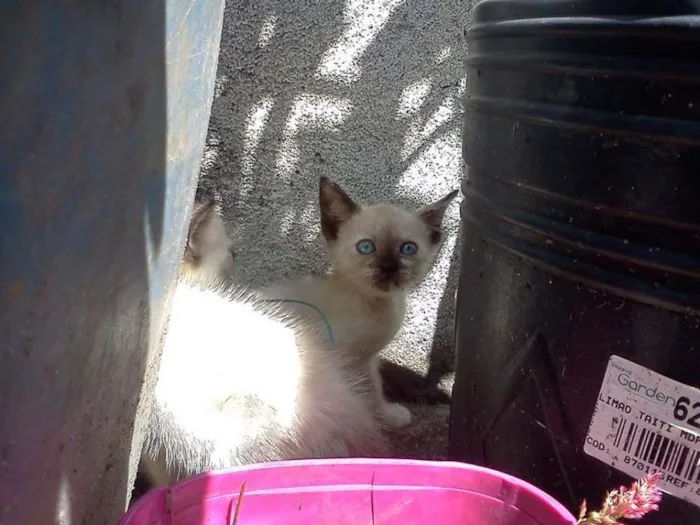 Gato ra a SRD idade 7 a 11 meses nome Menininhas