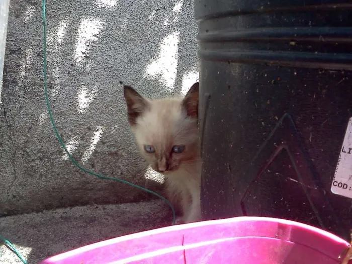 Gato ra a SRD idade 7 a 11 meses nome Menininhas